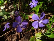 55 Fiori di pervinca